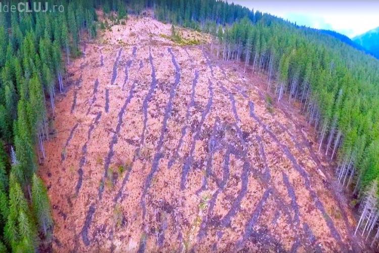 O pădure din Beliș a dispărut peste noapte! Hoții se joacă cu pădurarii: Nu-i prind pentru că nu se vrea