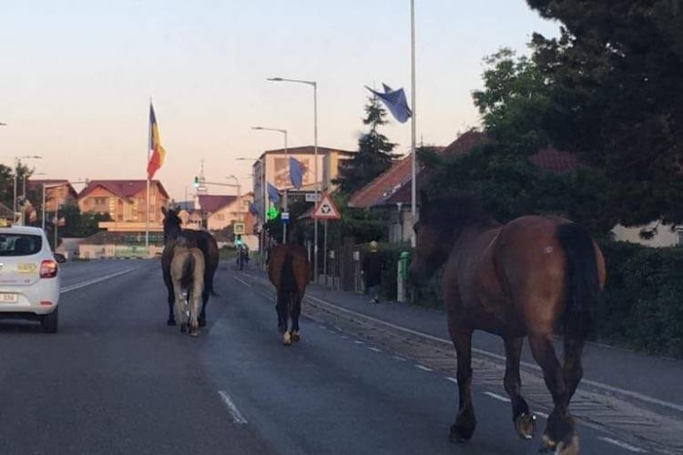 Cai în trafic la Florești, în plină zi FOTO