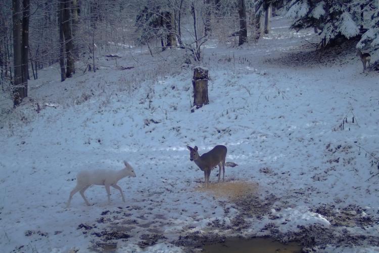 FOTO - Imagini spectaculoase cu o căprioară albă, o raritate într-o pădure din România