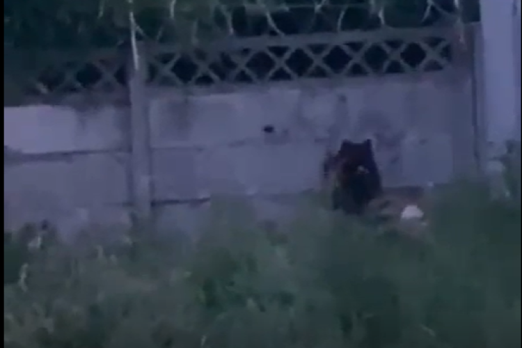 Alertă: Un urs a fost semnalat în zona Pădurii Bungăr din Dej. Localnicii au fost avertizați prin RO-ALERT/Ursul a fost filmat de un localnic-VIDEO