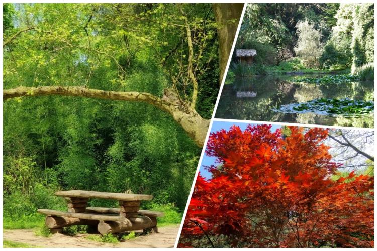Știai că la două ore de Cluj se află un parc unic în România, vechi de 300 de ani? Găzduiește peste 2000 de specii de plante superbe - FOTO și VIDEO
