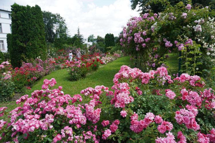  Simfonie de culori la Grădina Botanică din Cluj-Napoca: Trandafirii sunt la maximă înflorire! - FOTO 