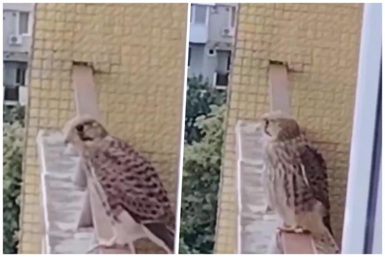 Cluj: Un șoim superb și-a făcut apariția pe un balcon din Gheorgheni! Pasărea minunată, surprinsă de un clujean! - VIDEO 