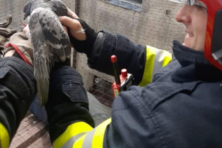 Intervenție inedită pentru pompierii clujeni: Un porumbel a rămas prin sub streașina unei locuințe din Florești Cluj/ Pompierii îl transportă la USAMV