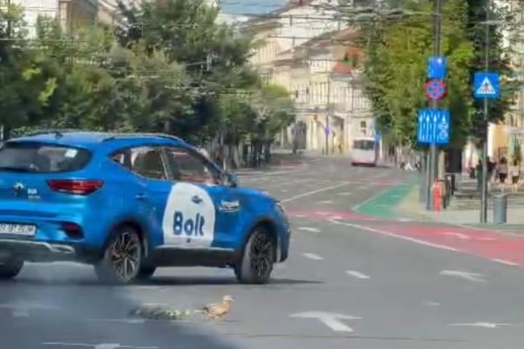 La plimbare prin oraş! Cârd de răţuşte surprins în timp ce traversează cea mai aglomerată intersecție din Cluj, fără probleme - VIDEO