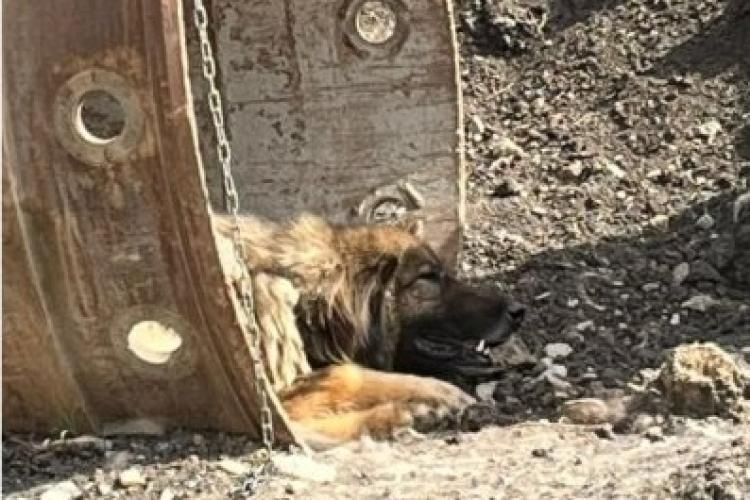 După faptă și răsplată! Proprietarul unui câine a fost amendat după ce a ținut animalul legat de un cilindru pe un șantier din Cluj