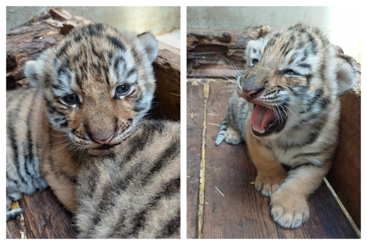 Eveniment rar și important! Alți doi puiuți de tigru siberian au venit pe lume în grădina Zoologică din Oradea - FOTO