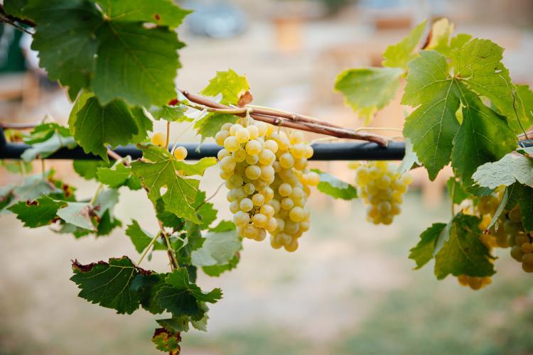 Un vin alb, produs de o cramă din Cluj a fost revelația internațională la Concours Mondial de Bruxelles 
