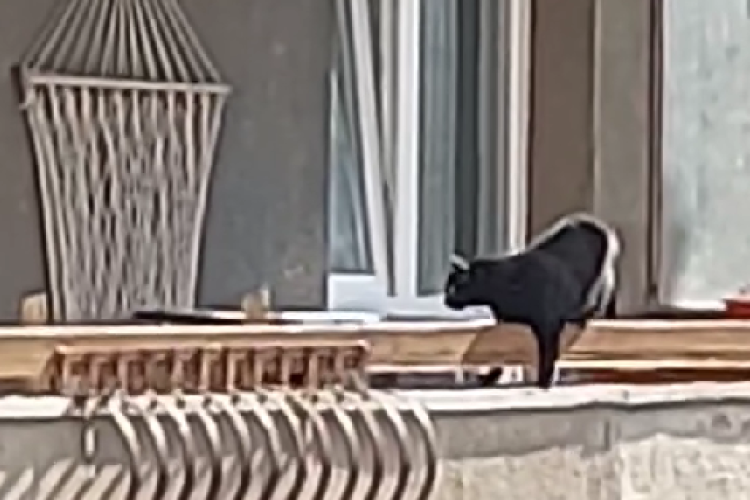 Pisică lăsată pe un balcon din Cluj în timpul caniculei. Vecinii i-au sărit în ajutor: „Dacă nu vine în 4 ore, chem Poliția” - VIDEO