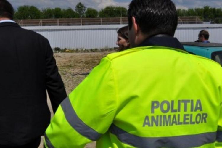 Ce spune Poliția Cluj despre imaginile șocante cu câinele legat și tras de mașină în Săndulești. Bărbatul a fost amendat cu doar 1000 de lei 