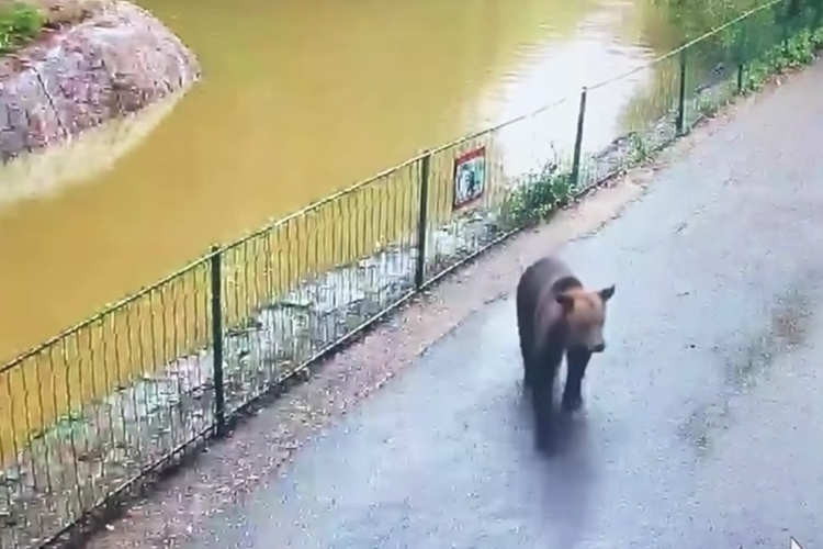 Un urs terorizează o grădină zoologică din Transilvania. Animalul a devorat o căprioară: „Vă asigurăm că ursul apare doar pe timp de noapte” - VIDEO