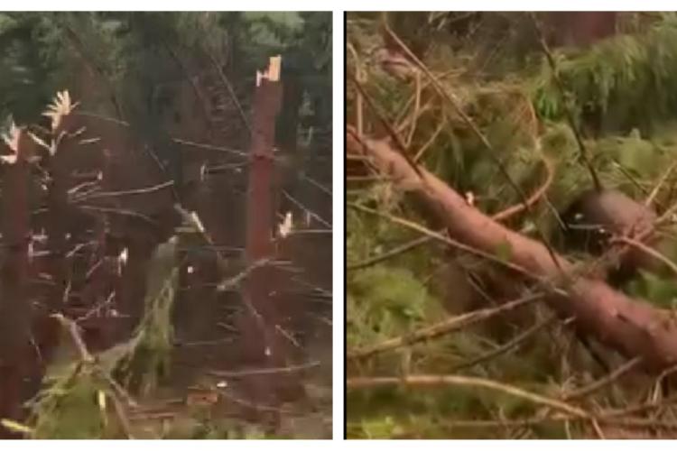 O tornadă a făcut ravagii într-o pădure la 150 de kilometri de Cluj-Napoca. A distrus zeci de molizi: ,,Doamne ferește, ce dezastru” - VIDEO