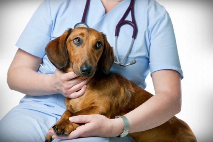 Cluj: Eveniment de sterilizare gratuită la câini și pisici organizat de USAMV. Când va avea loc și cum se pot face înscrierile 