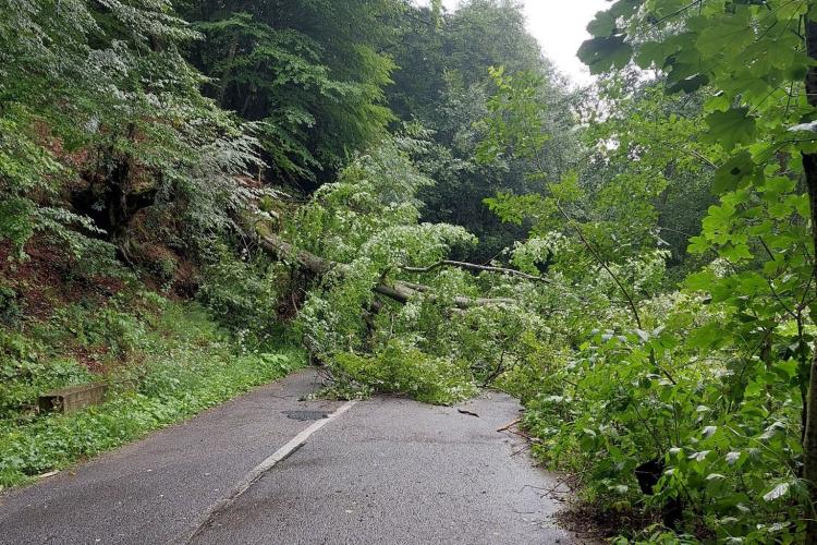 Drum din Cluj blocat în urma vijeliei. Un copac a căzut pe carosabil
