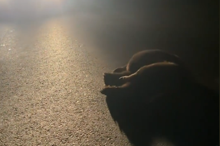 Urs lovit pe o șosea din Cluj. Șoferul care l-a găsit a sunat de urgență la poliție VIDEO 