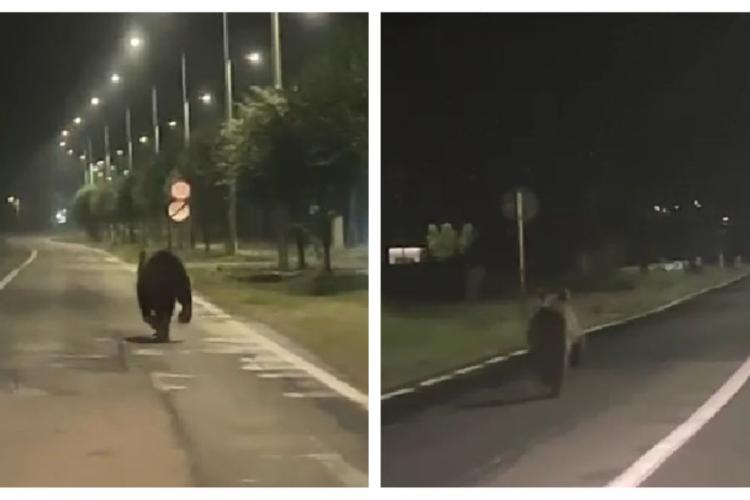 Un urs a creat panică noaptea trecută într-un oraș din Alba. A fost filmat alergând pe drum și pista de biciclete - VIDEO