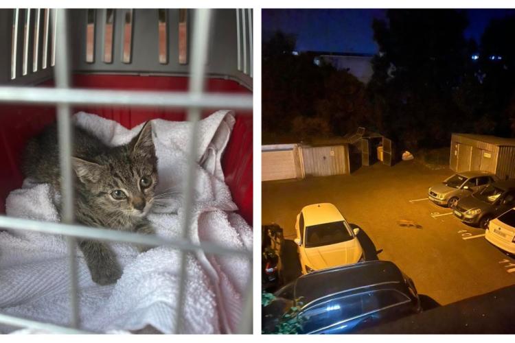 O vulpe terorizează pisicile din cartierul Mărăști: ,,M-au trezit din somn urlete de pisică” / ,,Din 11 au rămas 2 pui și 2 femele” - FOTO