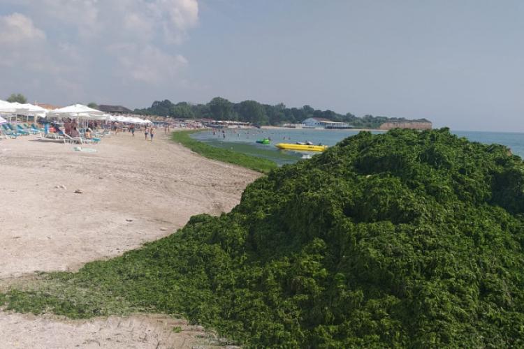 Plajele de pe litoral, invadate de alge: „Specia oportunistă a profitat de temperaturile mari din apă”