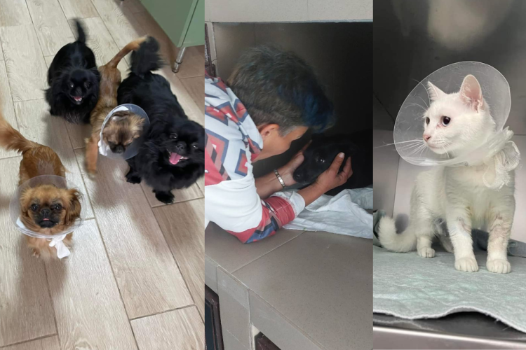 O nouă șansă pentru prietenii necuvântători! Peste 250 de câini și pisici fără stăpân, sterilizați de un ONG din Cluj-Napoca, în primele 5 luni ale anului