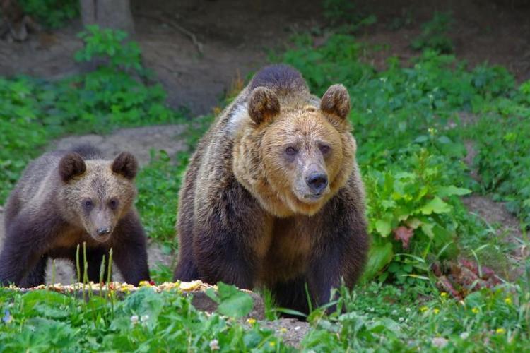 HARTĂ Câți urși pot fi împușcați fără autorizație, în fiecare județ. Ce cotă a primit Clujul