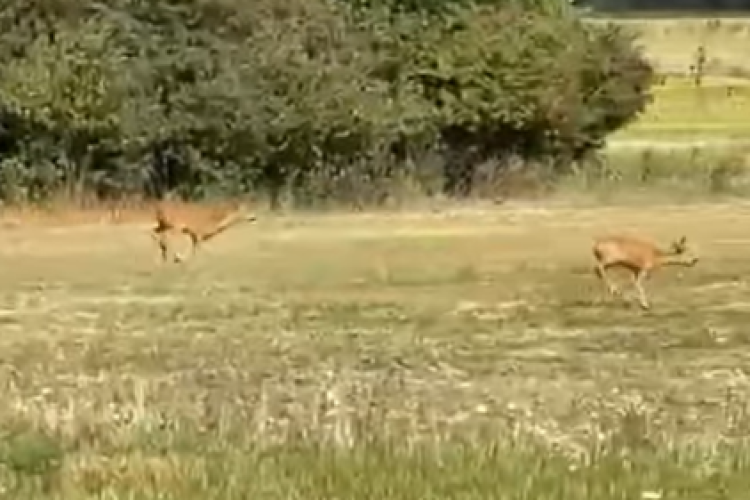 Două căprioare splendide, surprinse la Cluj! Superbele animale au ieșit la joacă pe un câmp din Florești - VIDEO 