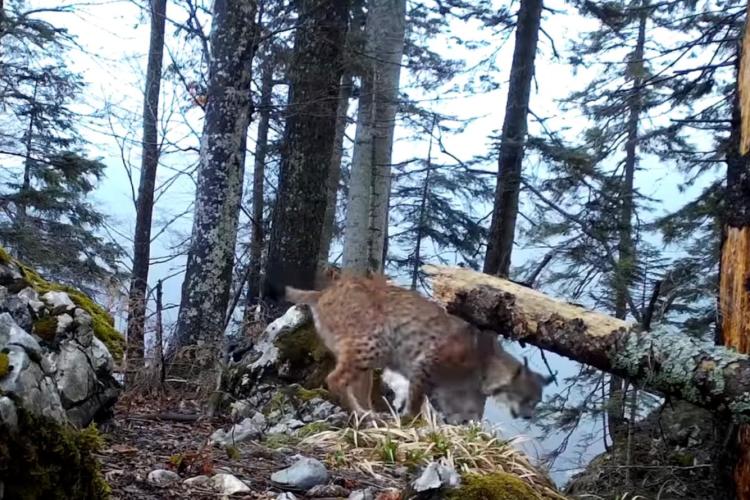 Imagini spectaculoase din Parcul Natural Apuseni! Un râs grațios a ieșit la joacă - VIDEO 