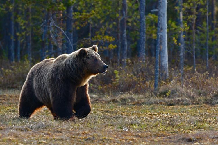 Peste 400 de urși ar putea fi vânați în 2024 și 2025. Președintele Klaus Iohannis a promulgat legea ca „nivel de prevenţie”
