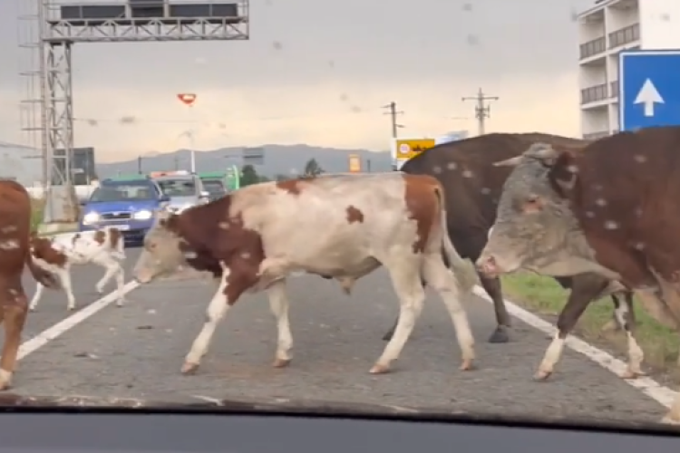 Turmă de vaci pe un cunoscut drum din Ardeal. Șoferii s-au oprit să le dea prioritate: ,,Ce părere aveți?”- VIDEO