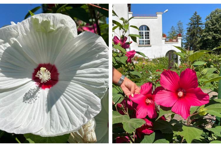 Hibiscus, Canna și expoziție de bonsai sunt superbele flori care așteaptă să fie descoperite la Grădina Botanică. ,,Grădina sufletului meu” - FOTO