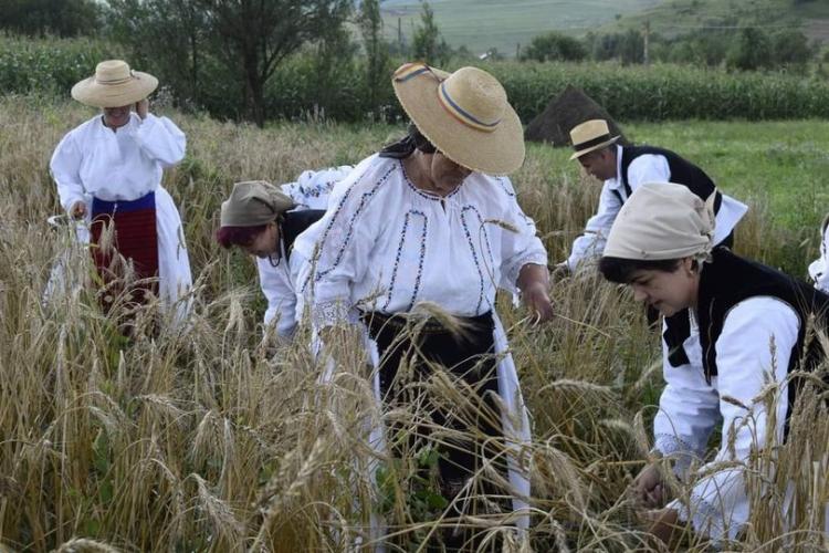 Tradiții clujene: În lumea satului în această perioadă se seceră grâul/Cum se alegea „mireasa grâului”