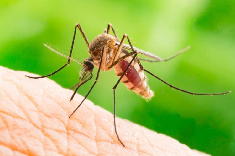 Un ardelean a ajuns la spital după ce a fost infectat cu virusul West Nile. A fost diagnosticat cu encefalită virală acută:,,Evoluţia este lent favorabilă”