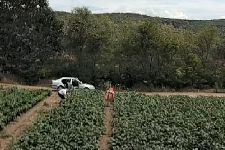 Viitor consilier local dintr-un oraș din Ardeal, surprins pe un câmp cultivat cu vinete: ,,Nu lua bă! Nu lua, nu lua!” - VIDEO