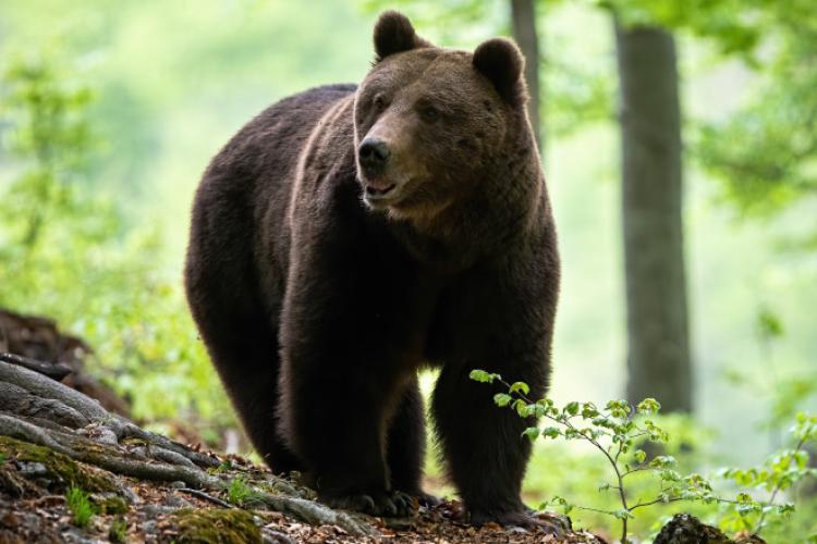 Bărbat atacat de urs, în judeţul Mureş. A fost preluat de un echipaj SMURD