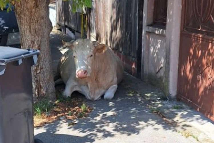 O văcuță s-a rătăcit pe străzile din Cluj-Napoca! Animalul s-a oprit să se odihnească pe un trotuar din Iris: ,,Cine și-a pierdut o vacă” - FOTO 