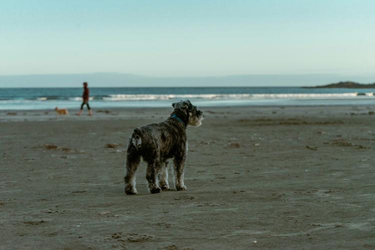 Poți să-ți iei sau nu câinele la mare? Ce spune legea despre accesul animalelor pe plajele din România