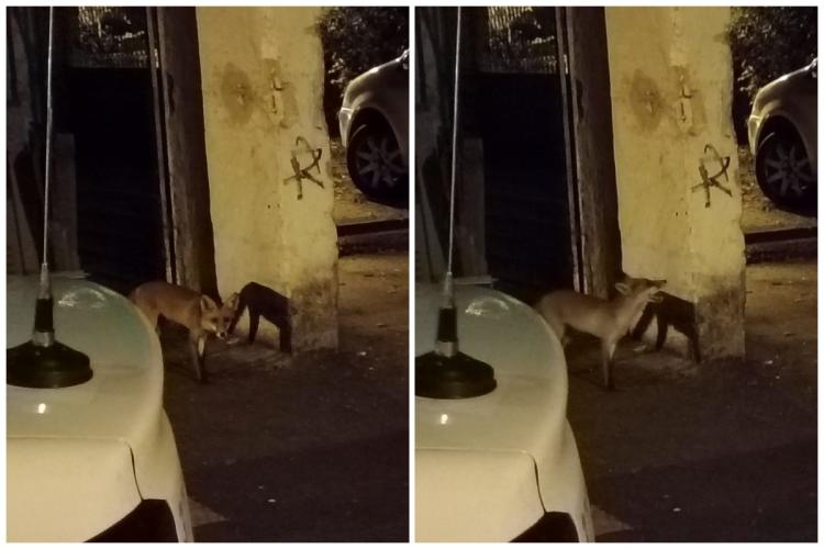 O vulpe înfometată a fost surprinsă pe o stradă din Cluj-Napoca. Animalul căuta ceva de mâncare prin gunoi - FOTO 