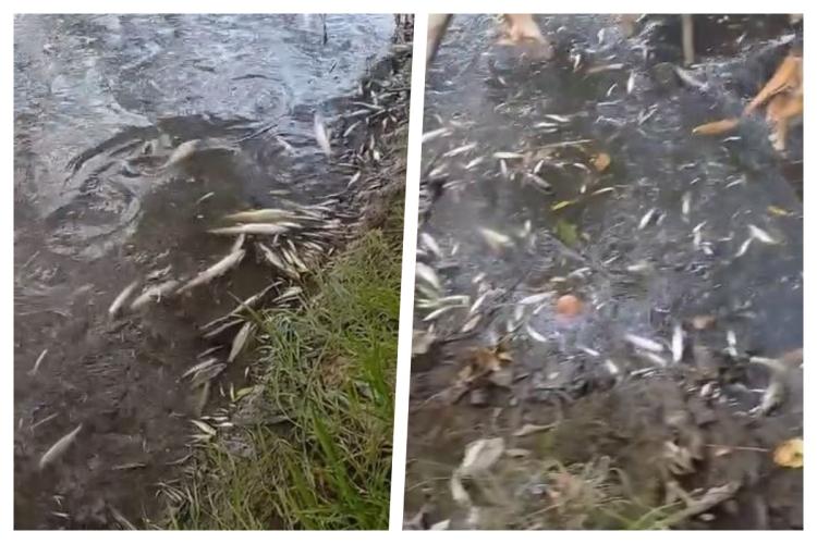 VIDEO Dezastru ecologic pe Someș, în Cluj-Napoca: Sute de pești morți și gunoaie îngrozitoare plutind pe apă! 