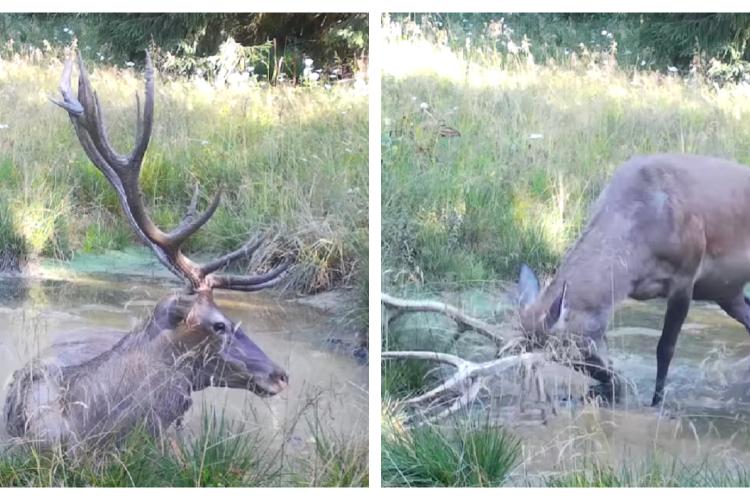 Imagini spectaculoase din Parcul Național Apuseni. Un cerb jucăuș a fost surprins la scăldat - VIDEO