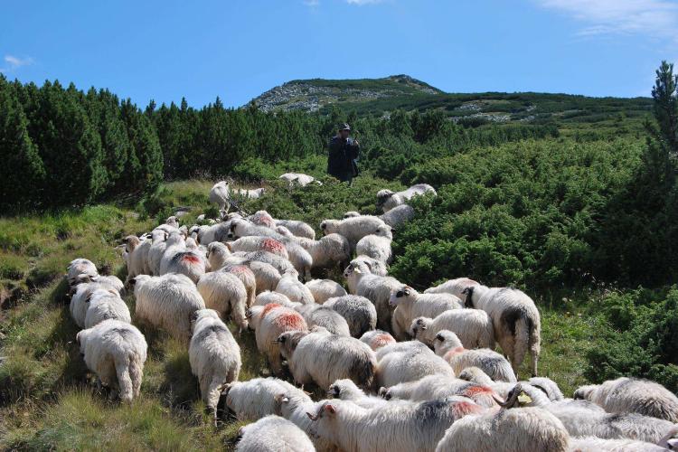 Bătaie la o stână din Transilvania! Un cioban a fost transportat de urgență la spital, după ce a fost lovit în zona capului