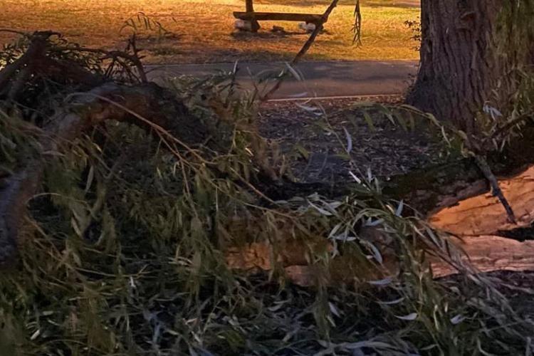 Pericol în Parcul Rozelor din Cluj-Napoca : O creangă uriașă a căzut la câțiva metri de doi copii  FOTO