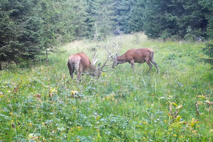 Imagini spectaculoase din Parcului Natural Apuseni! Doi cerbi de o frumusețe rară au ieșit la masă - VIDEO 