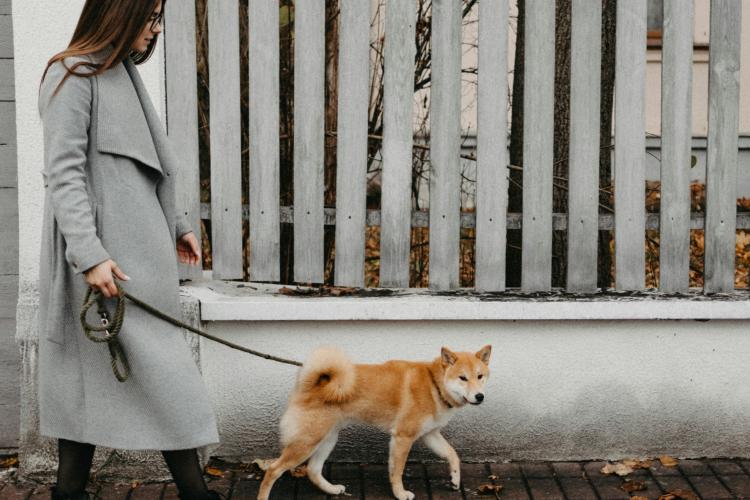 Un clujean dorește să fie semnalizate zonele în care proprietarii de câini au voie să se plimbe cu animalele:,,Nu este normal. Pe mine m-a lins un câine”