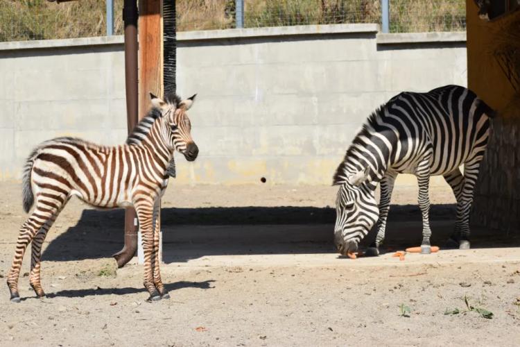 Primul pui de zebră născut în captivitate într-un zoo din Transilvania poate fi vizitat: „Invităm iubitorii de animale să fie martorii acestui miracol”