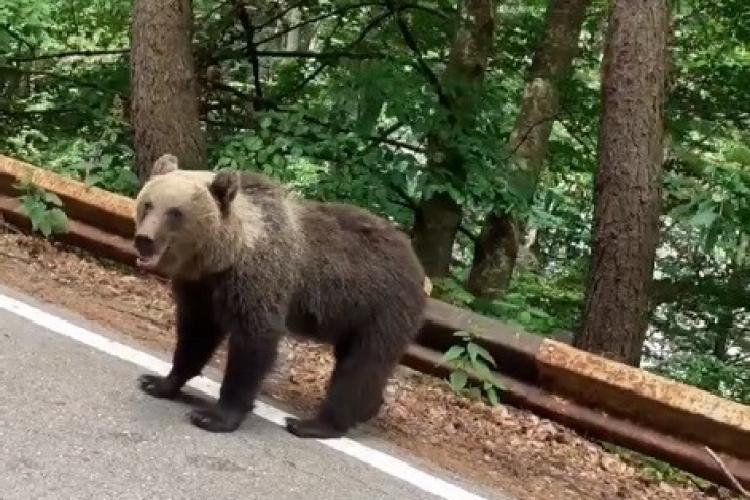 Turiştii care vor opri pe Transfăgărăşan pentru a hrăni urşii care ies la marginea şoselei vor fi amendați de două ori