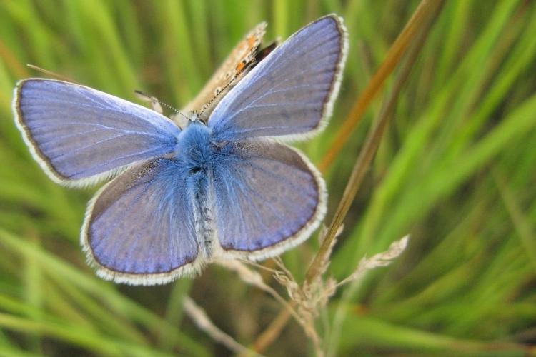 Clujenii pot să descopere 25 de specii de fluturi exotici la Grădina Botanică din Cluj! Între ce ore poate fi vizitată expoziția de fluturi vii