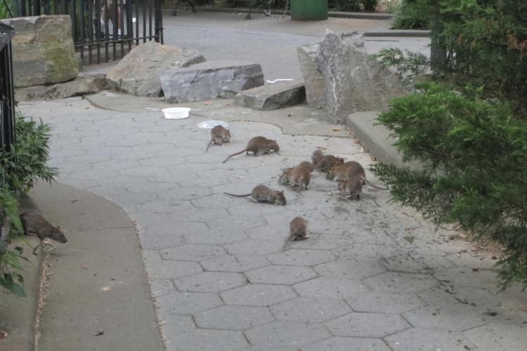 „De ce în Gheorgheni trebuie să scoatem copiii în parc printre șobolani și șoareci?” - Nereguli grave, descoperite într-un parc din Cluj-Napoca