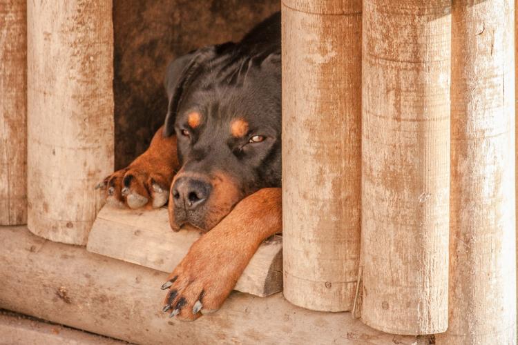 Un rottweiler lăsat liber de bunăvoie a atacat un clujean. Stăpânul animalului i-a spus că: ,,E teritoriul lui” - FOTO