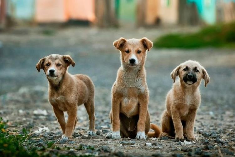 La Cluj-Napoca nu se eutanasiază niciun câine