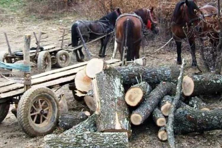 Patru clujeni care au furat zeci de arbori au scăpat basma curată. Norocul lor a fost că magistrații nu s-au grăbit să-i pedepsească