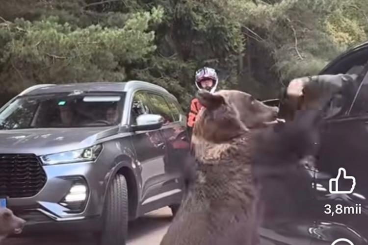 VIDEO. Un turist a fost atacat de un urs pe Transfăgărășan. Bărbatul a încercat să hrănească animalul și a fost prins de mână